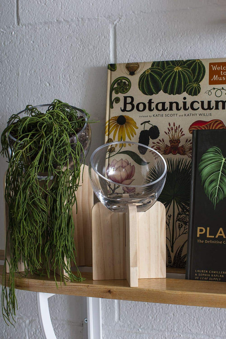 trailing terrarium plants Gazer Terrarium, Small – Bast Brothers Garden Center