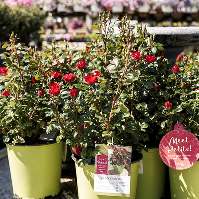 Rose Shrub, Petite Knock Out®