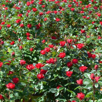 Rose Shrub, Petite Knock Out®