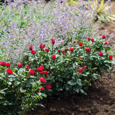 Rose Shrub, Petite Knock Out®