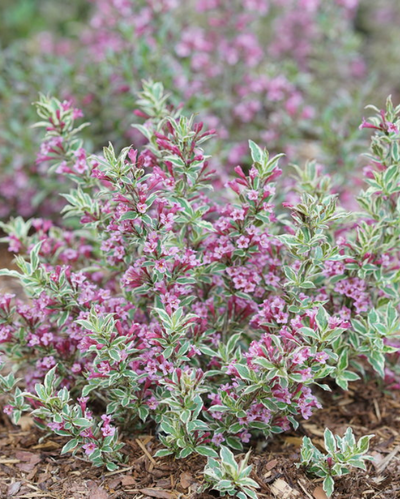 'My Monet Purple Effect' Weigela (PW) 1 gallon