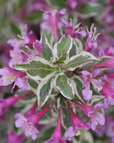 'My Monet Purple Effect' Weigela (PW) 1 gallon