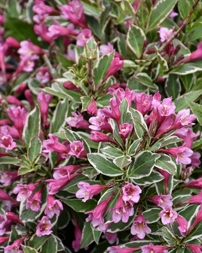 'My Monet Purple Effect' Weigela (PW) 1 gallon