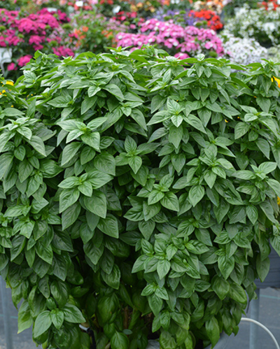 HERB - Basil - Emerald Towers