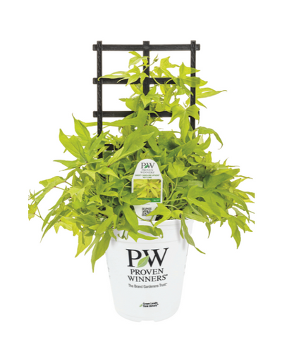 PW Ipo. Upside Key Lime 6.5