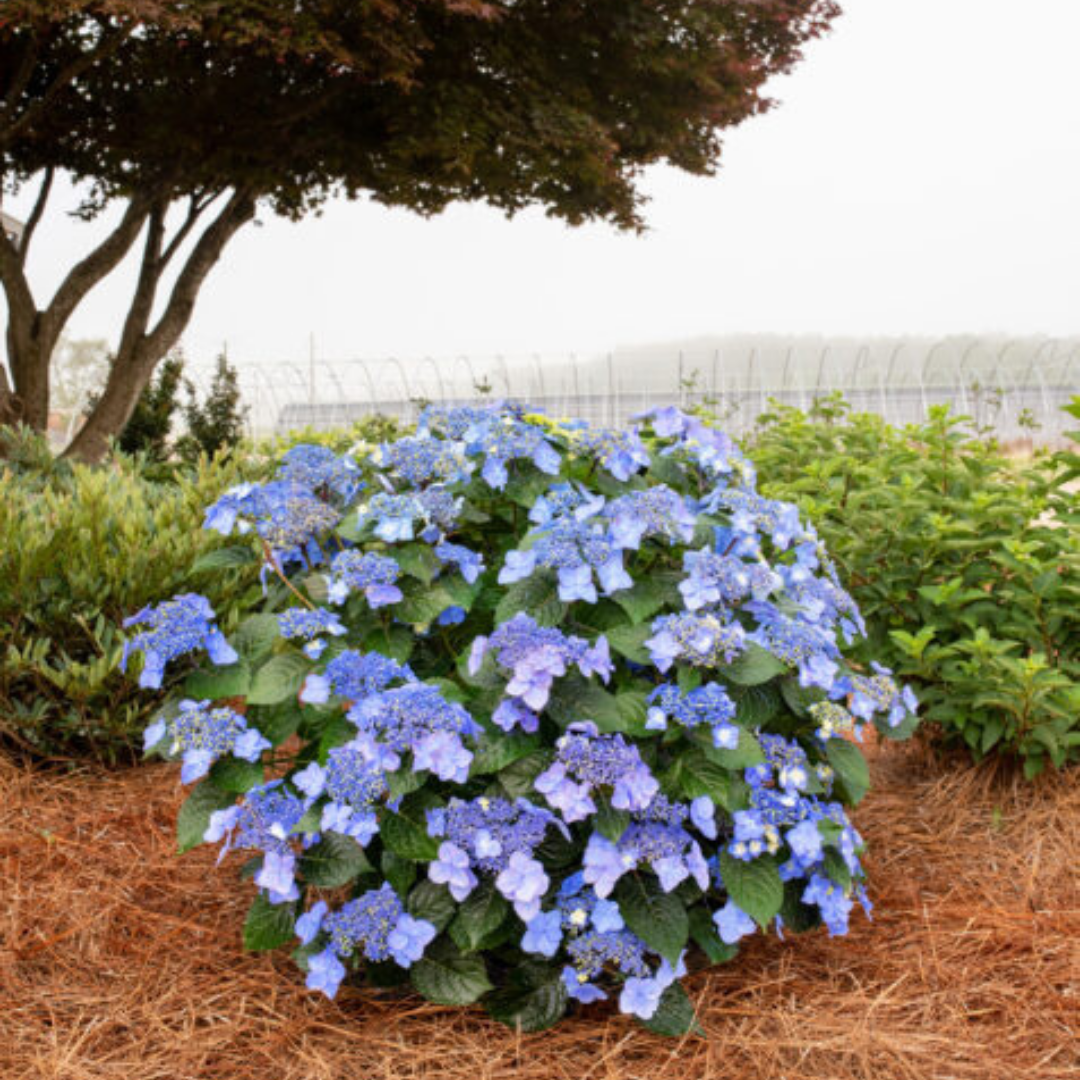 Hydrangea mac. Endless Summer® Pop Star®