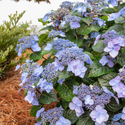 Hydrangea mac. Endless Summer® Pop Star®