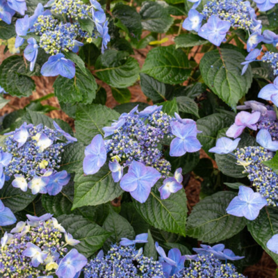 Hydrangea mac. Endless Summer® Pop Star®