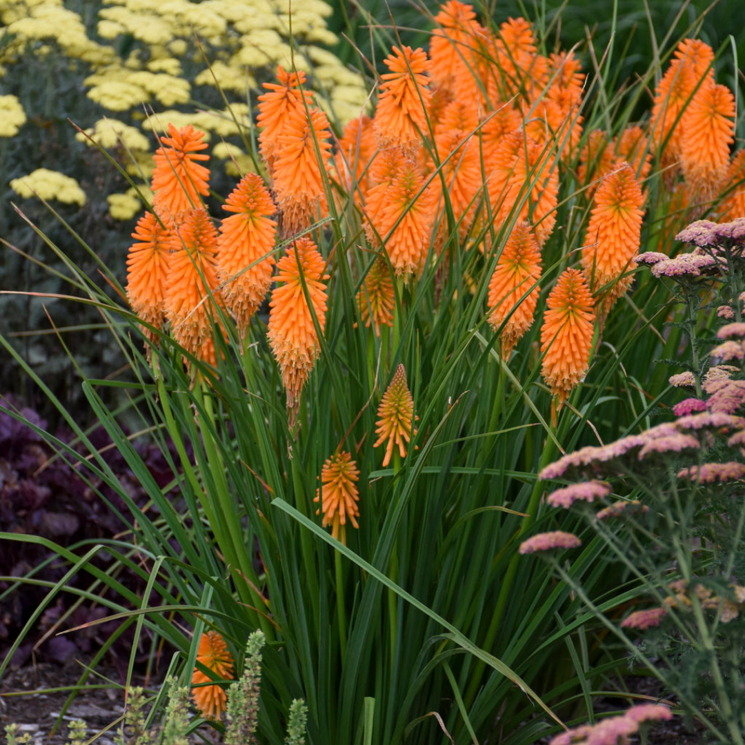 Kniphofia Pyromania® Orange Blaze #2