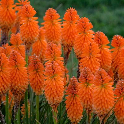 Kniphofia Pyromania® Orange Blaze #2