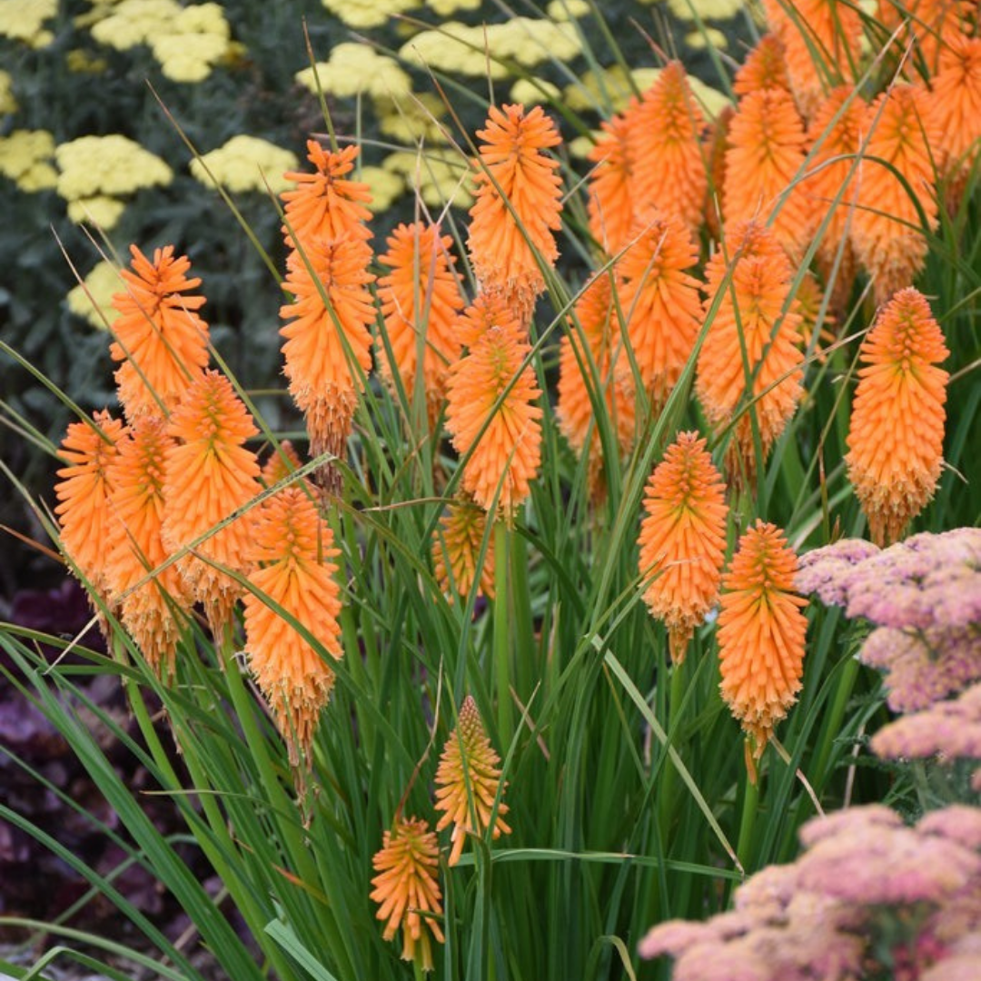 Kniphofia Pyromania® Orange Blaze #2