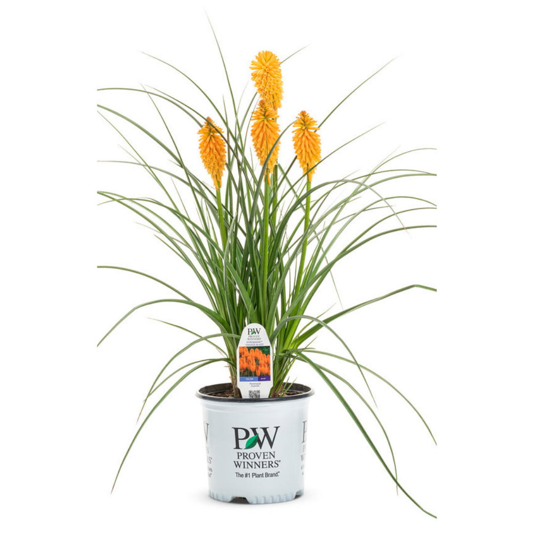 Kniphofia Pyromania® Orange Blaze #2