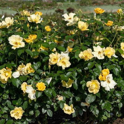 Rose Shr. Easy Bee-zy™ Knock Out® PPAF #3