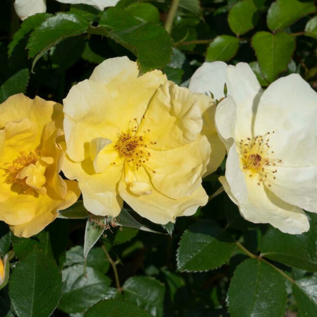 Rose Shr. Easy Bee-zy™ Knock Out® PPAF #3