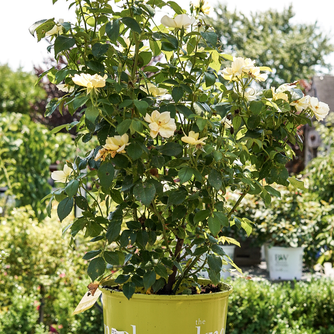 Rose Shr. Easy Bee-zy™ Knock Out® PPAF #3