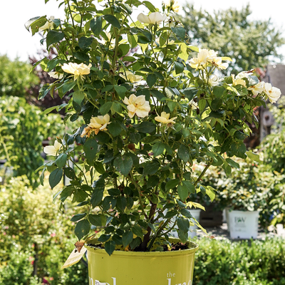 Rose Shr. Easy Bee-zy™ Knock Out® PPAF #3