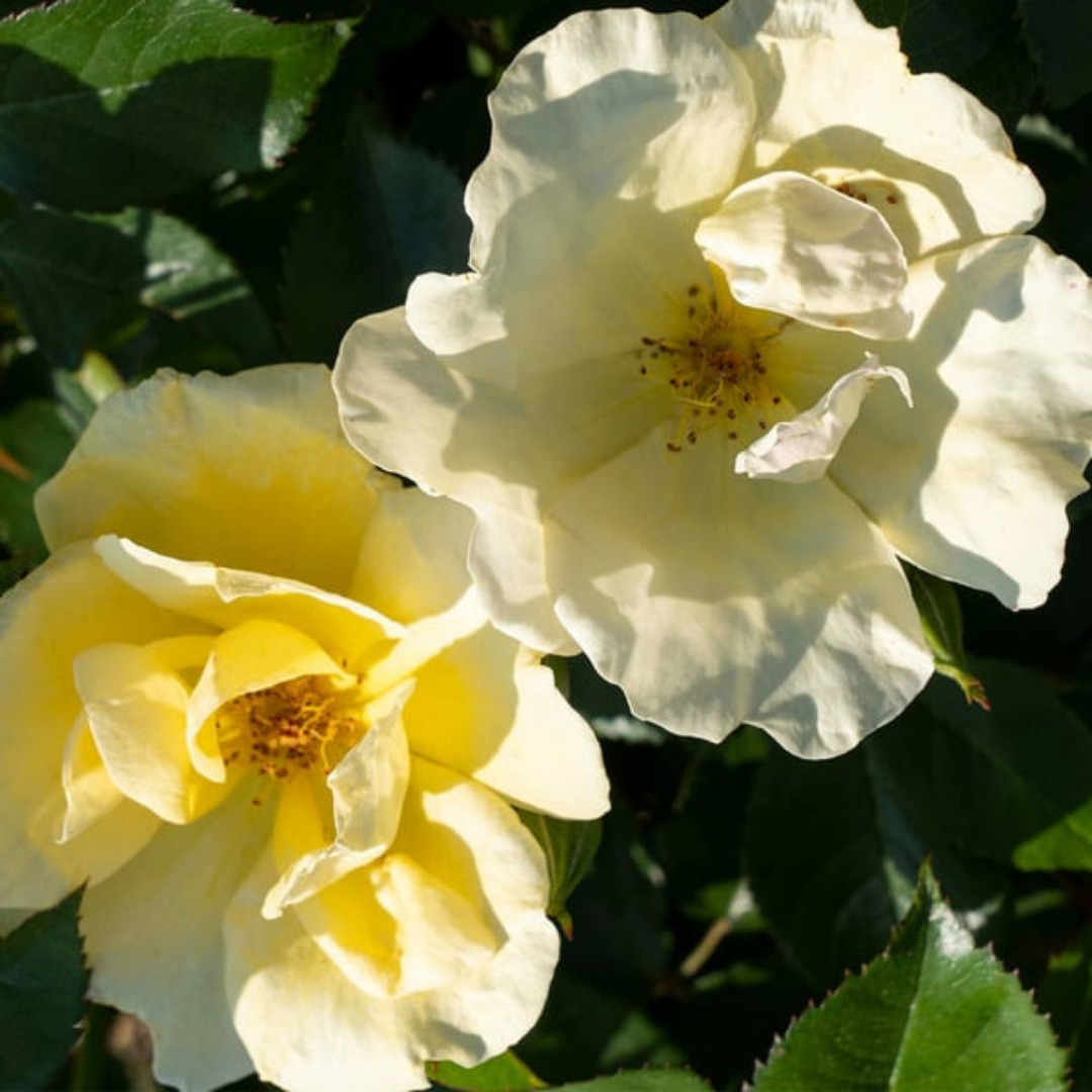 Rose Shr. Easy Bee-zy™ Knock Out® PPAF #3