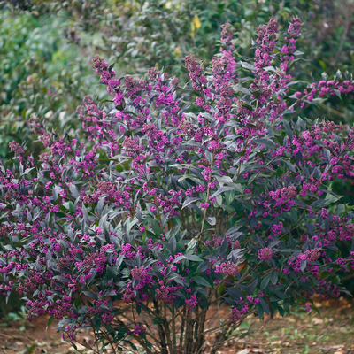 Callicarpa x Pearl Glam®