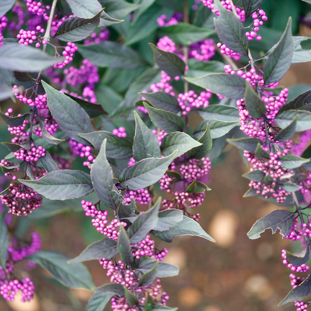 Callicarpa x Pearl Glam®