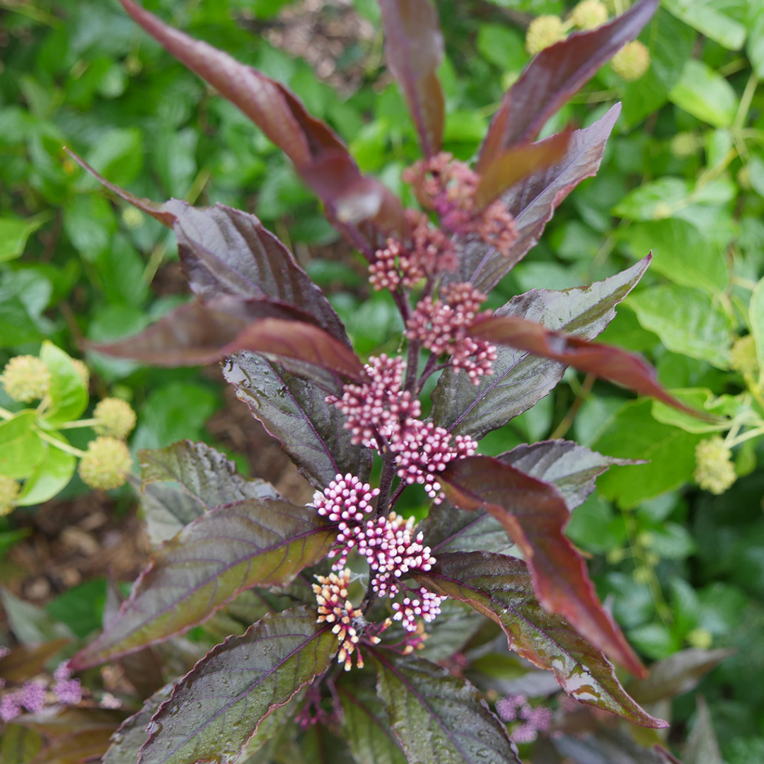 Callicarpa x Pearl Glam®