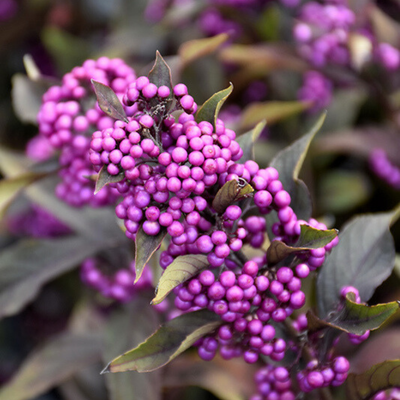 Callicarpa x Pearl Glam®