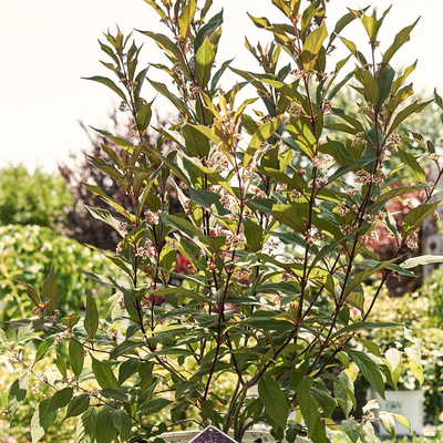 Callicarpa x Pearl Glam®