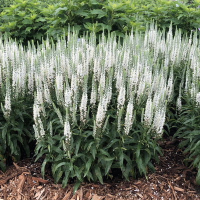 Veronica 'White Wands' (PW)