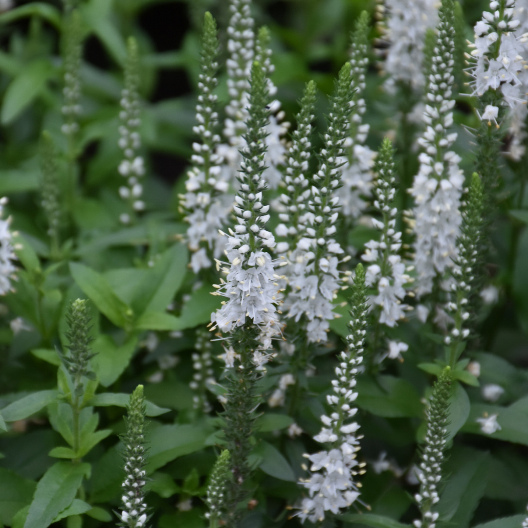 Veronica 'White Wands' (PW)