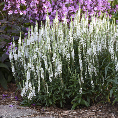 Veronica 'White Wands' (PW)