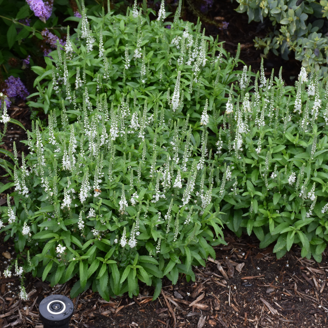 Veronica 'White Wands' (PW)