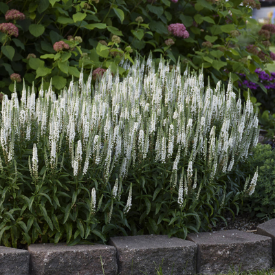 Veronica 'White Wands' (PW)