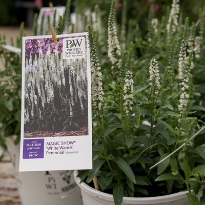 Veronica 'White Wands' (PW)