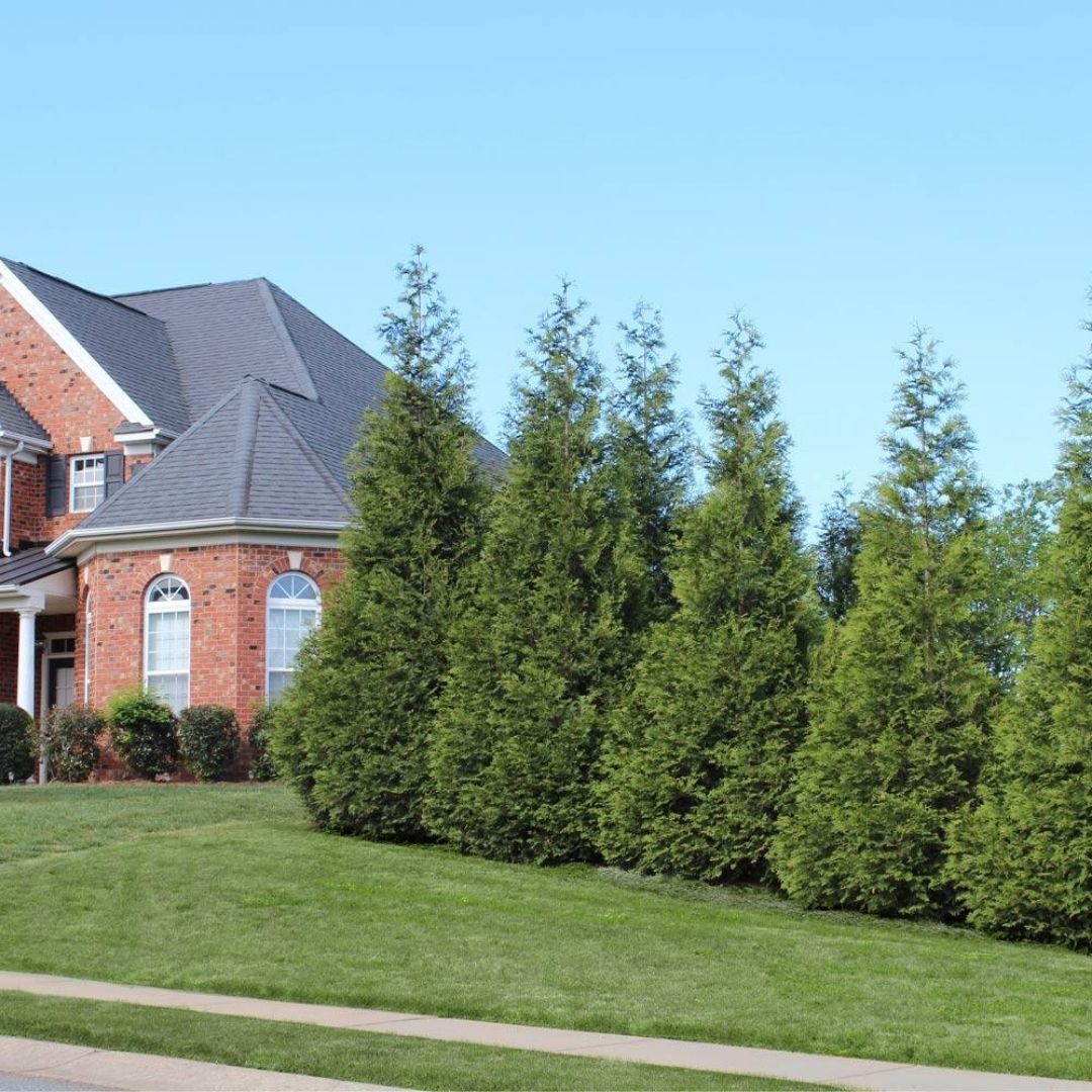 Thuja Green Giant #3