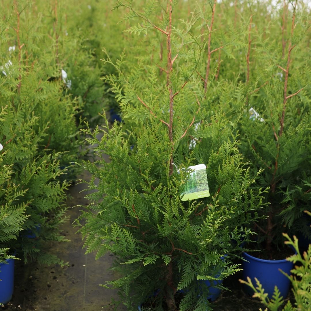 Thuja Green Giant #3