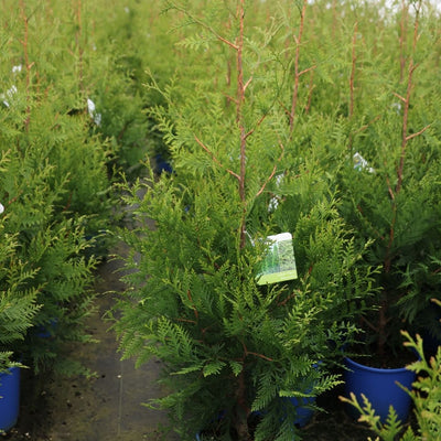 Thuja Green Giant #3