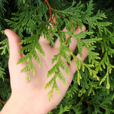 Thuja Green Giant #3