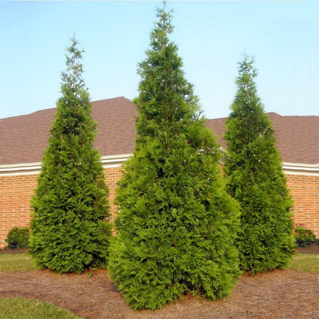 Thuja Green Giant #3