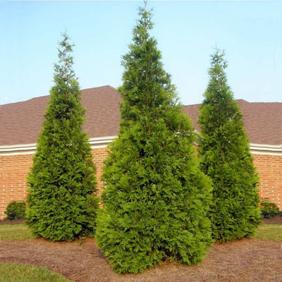 Thuja Green Giant #3