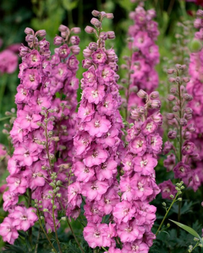Delphinium 'Delgenius Chantay'