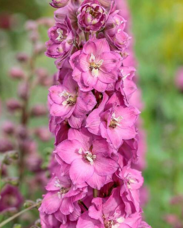 Delphinium 'Delgenius Chantay'