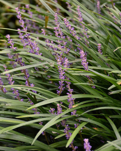 Grass - Liriope 'Big Blue'