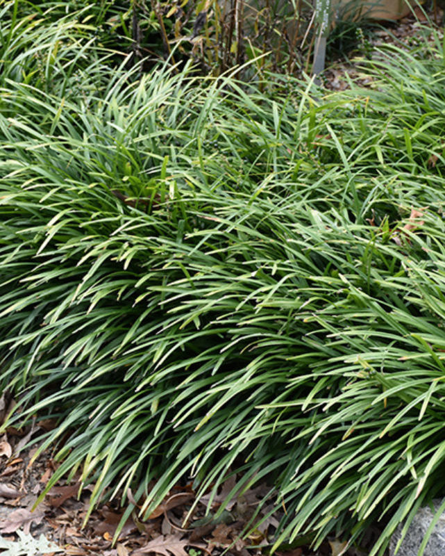 Grass - Liriope 'Big Blue'