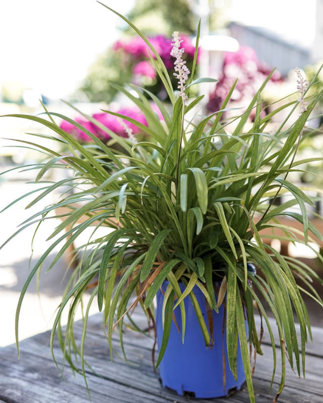 Grass - Liriope 'Big Blue'
