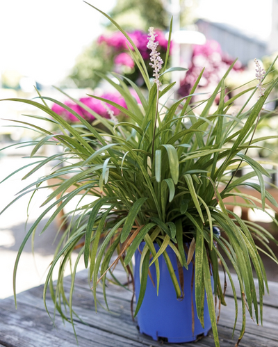 Grass - Liriope 'Big Blue'