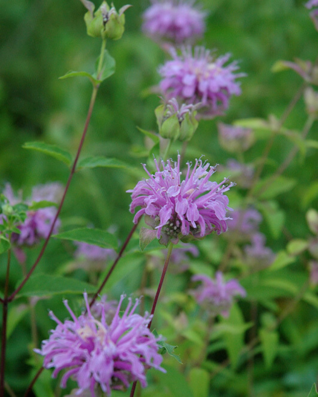 Monarda fistulosa (Wild Bergamot) *TB*