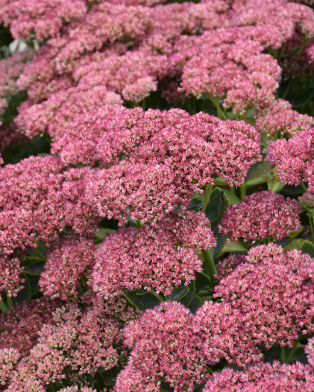 Sedum 'Autumn Fire'
