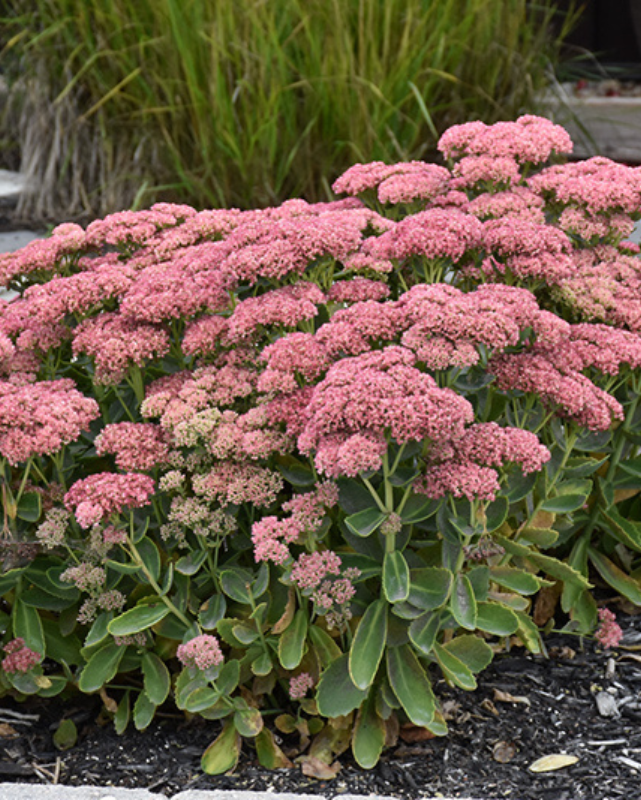 Sedum 'Autumn Fire'