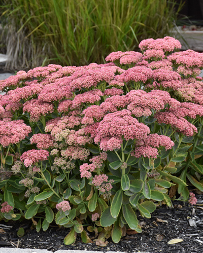Sedum 'Autumn Fire'