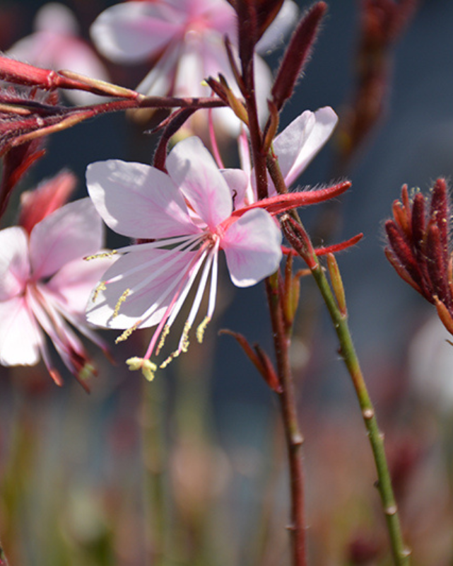 Gaura 'Steffi Blush Pink'