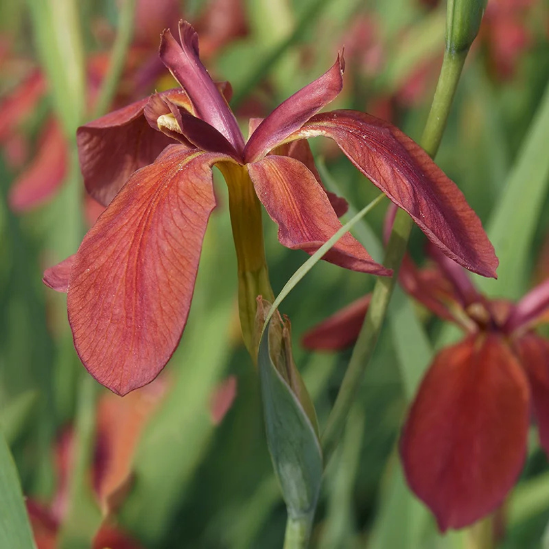 Iris fulva (Copper Iris) *TB*